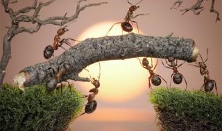 蚂蚁的习性特点 蚂蚁的生活习性